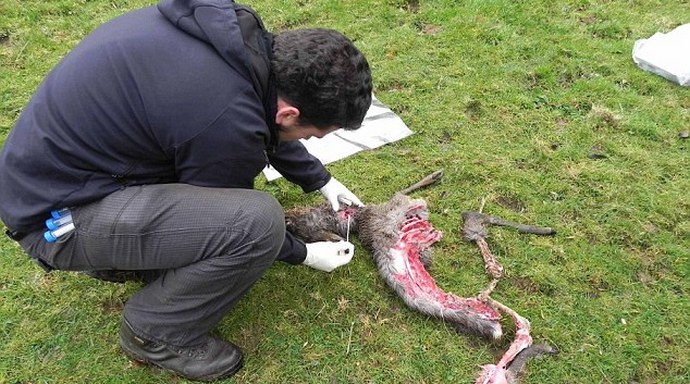 Anglia misztikus macskái