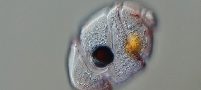 A többsejtű szem megjelent egy egysejtű szervezetben