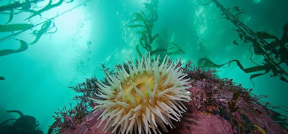 A tengeri élet mindvégig vírusok milliói ellen véd meg minket. 