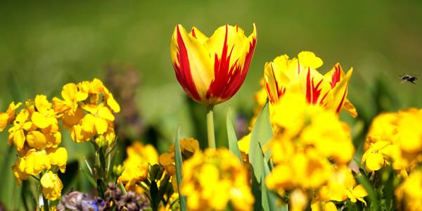 típusú sárga virágok jelei 