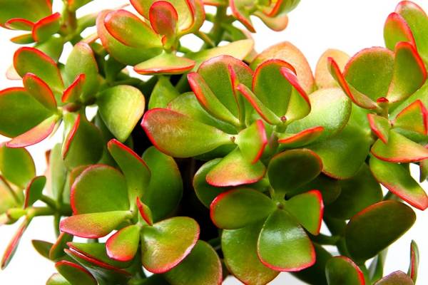 pénzfa tud-e otthon tartani jeleket 