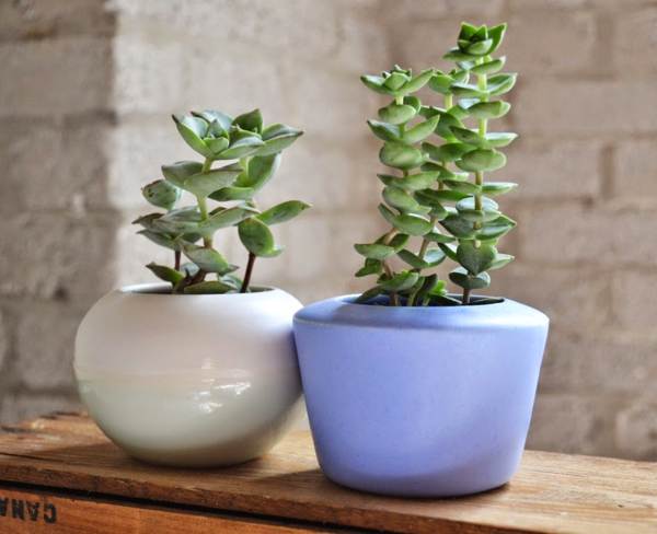 pénzfa jelek és babonák 