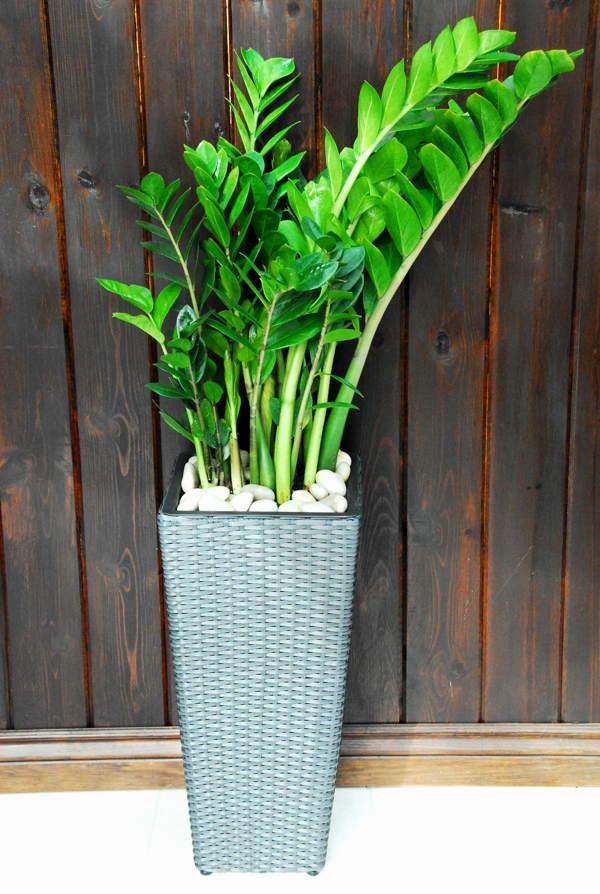 dollárfa jelek és babonák 