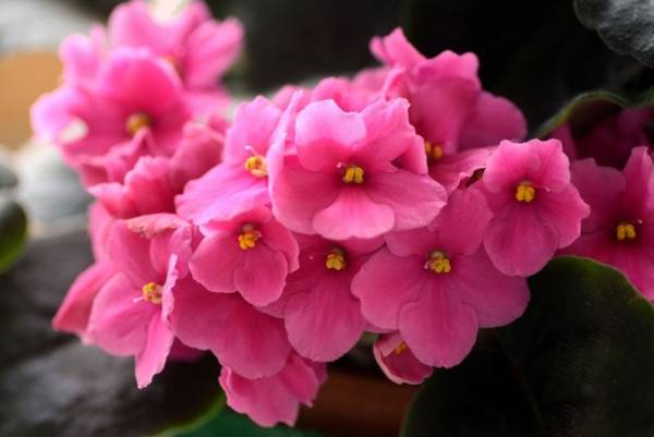 ibolya a ház táblákban ibolya a ház táblákban