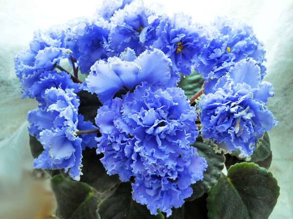 ibolyára utaló jelek ibolyára utaló jelek