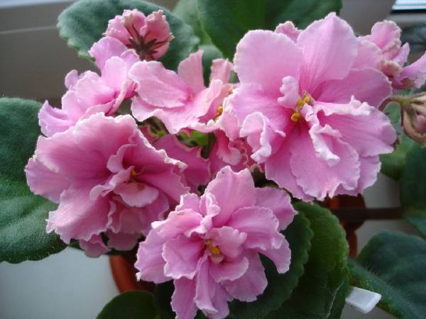 rózsaszín ibolya rózsaszín ibolya