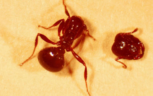 A légy a fejét hangozza  title=