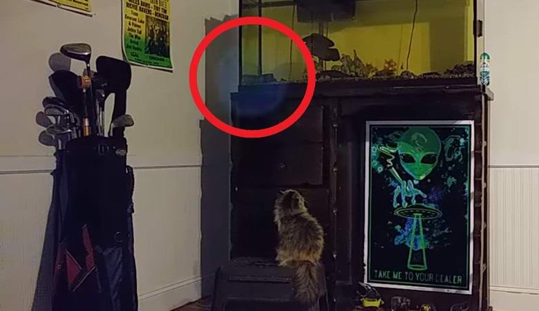 Egy ember egy másik világ lényegét ragadta meg egy videokamera lencséjén