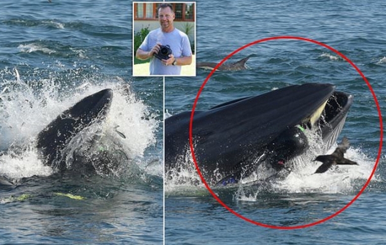 Egy ember beleesett a bálna szájába, és csodával csodálkozva kiszállt onnan