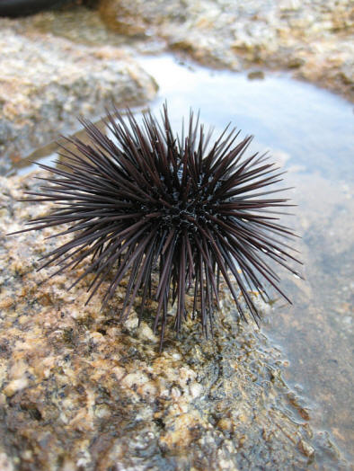 Milyen nemű ez az édes lény? (Fotó szerzőtől alessandro_eye.)