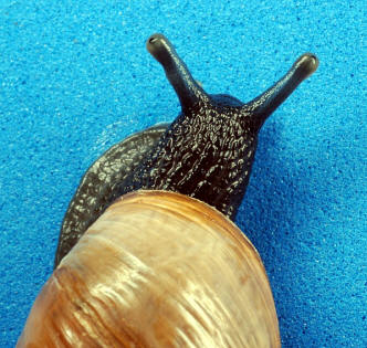 az нимание! Hermafrodita!  (Fotó: Charles & amp; Clint.)