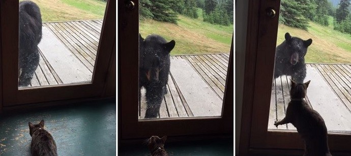 Alaszkában egyedi macskák vannak!