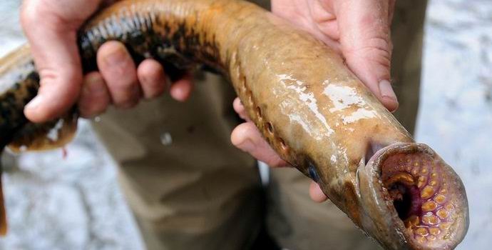 Az eső esett az alaszkai lámpatestből