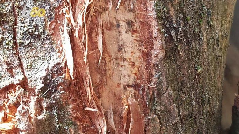 Egy fadarabban található