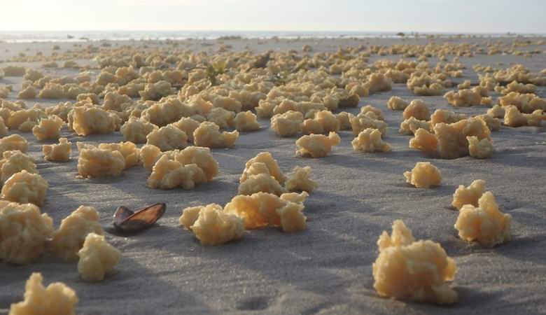 Titokzatos anyagot hoztak a francia tengerpartra