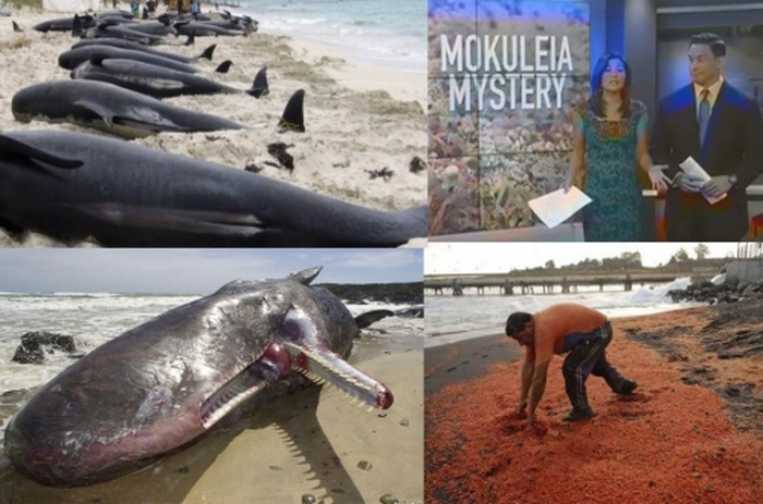 Hawaii-ban - környezeti katasztrófa