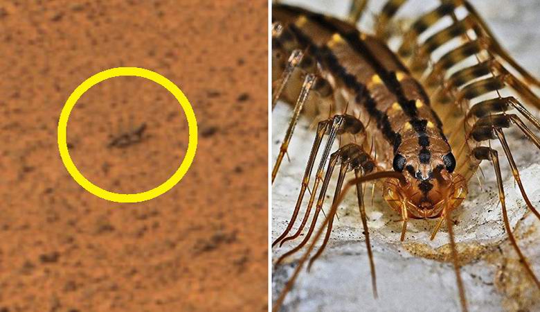 Kúszó rovarirtót fedeztek fel a Marson