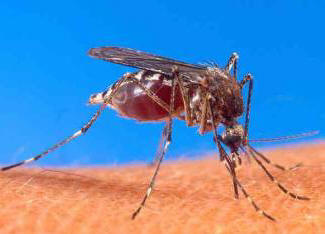 A nyári lakos örömére: új típusú szúnyogot hoztak létre!