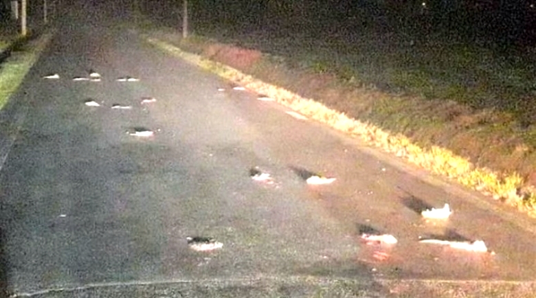 Olaszország északi részén rohamos patkányok inváziója van