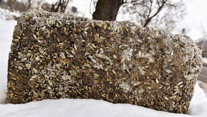 Az USA-ban az utcán fekszik egy kő, több ezer emberi foggal