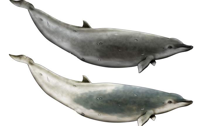 A videó először rögzítette a legritkább bálnákat