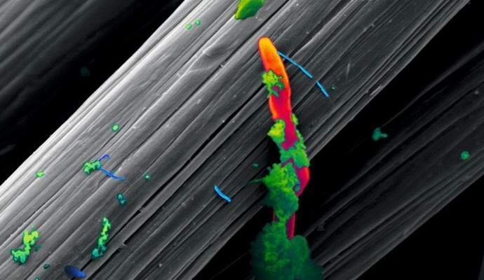 Talált lények, amelyek táplálkoznak az elektromossággal