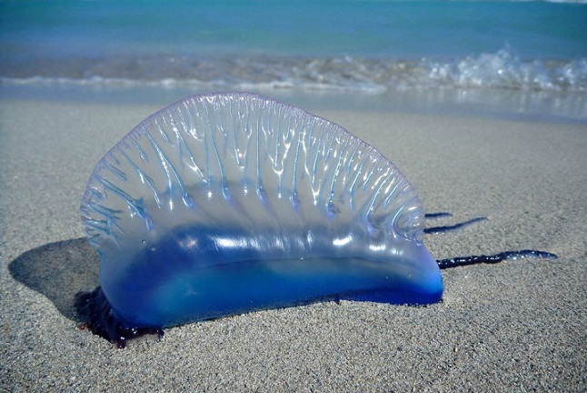 Talált a tengerparton