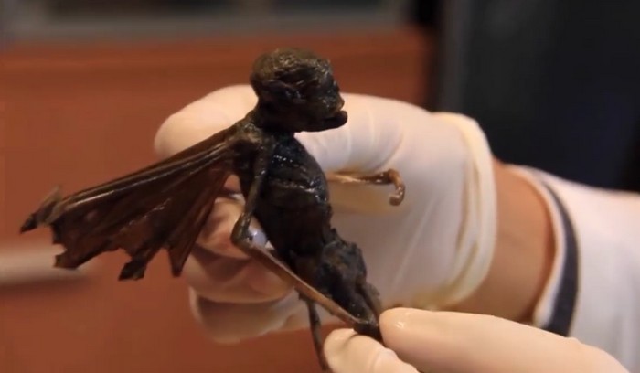 Talált egy tündér vagy idegen testét?