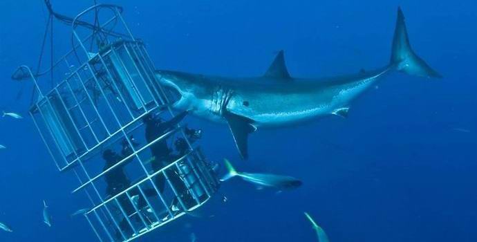 A turisták támadása egy hatalmas cápa által, amely izgatotta az internetet