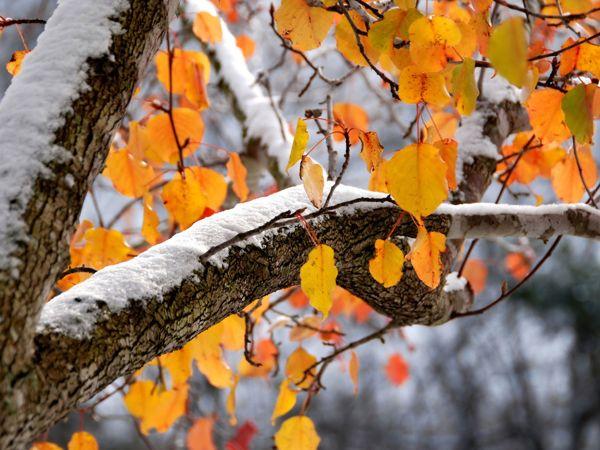 Népi előjelek és szokások november 22-re  