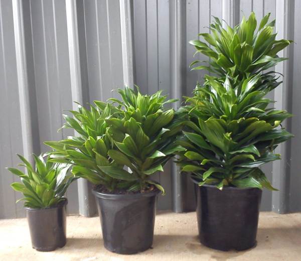 dracaena virág 