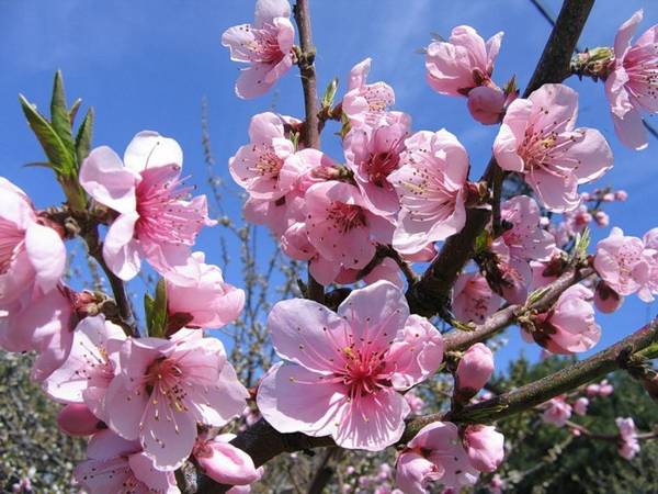 népi jelek május 4-én 