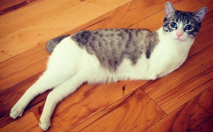 Ne szüljön gyönyörű, vagy milyen szerencsés egy kétlábú macska