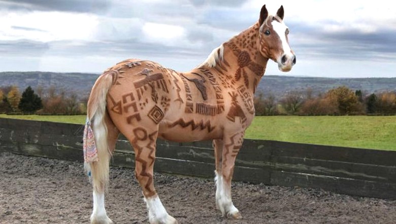 Szokatlan groomer - ló fodrász