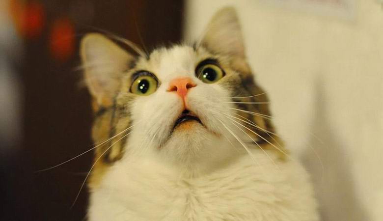 Szokatlan videó: a macskák földrengést éreztek még azelőtt, hogy megkezdődött.