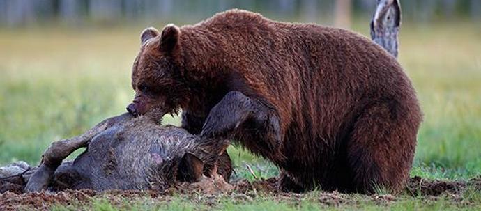 Be nem jelentett háború