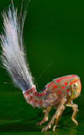 Azonosítatlan áttört tárgyat fedezték fel Dél-Amerika dzsungelében