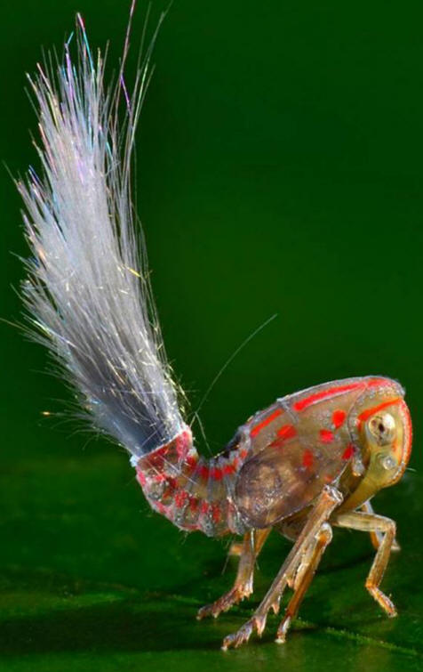 A teremtmény farka hátul van, a lény jobb oldalán látható pontok a szem.