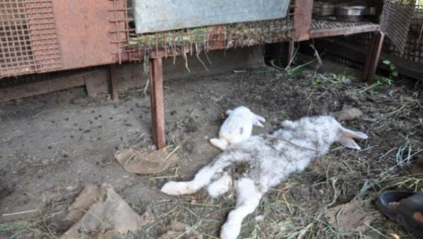 Azonosítatlan vadállat megölt, de nem evett nyulakat