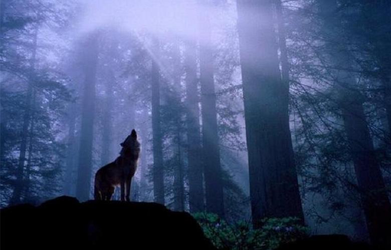 Érthetetlen vadállat támadt meg egy embert egy kutyával az erdőben