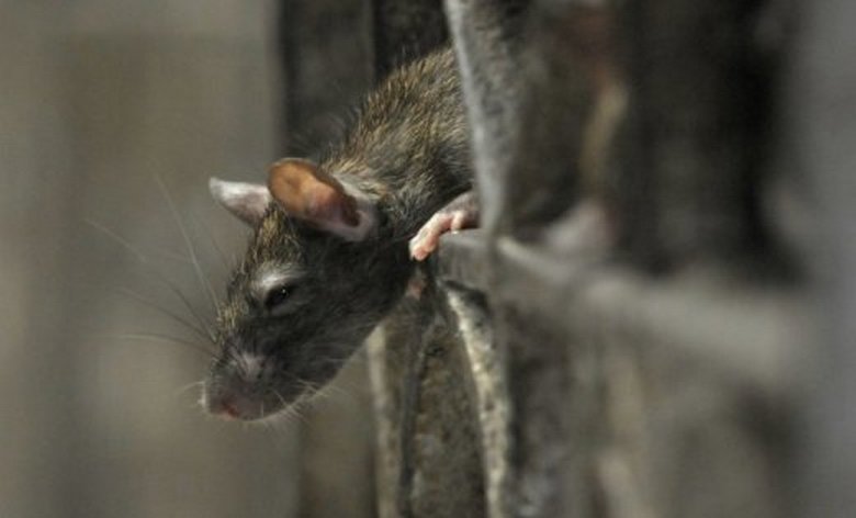 A furcsa lény megijesztette a briteket