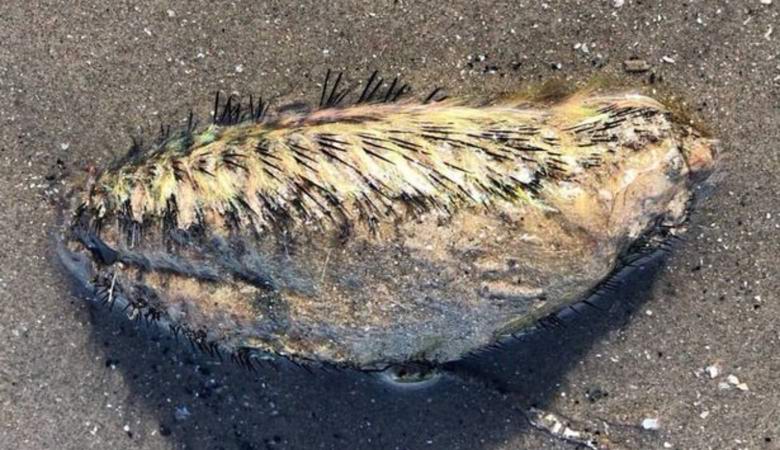 Egy homályos lény megtalálható Liverpoolban