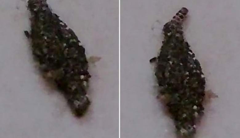 Videón rögzített érthetetlen lény