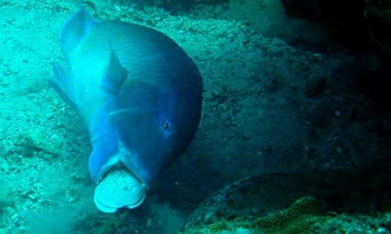 állatok 121 Néhány nyilvánvaló bizonyíték arra, hogy az állatoknak lélek van