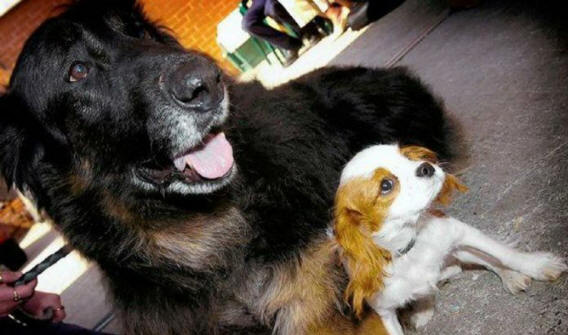 állatok 131 Néhány nyilvánvaló bizonyíték arra, hogy az állatoknak lélek van