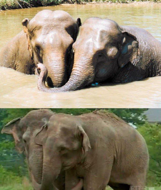 állatok 141 Néhány nyilvánvaló bizonyíték arra, hogy az állatoknak lélek van.