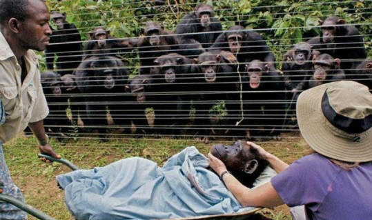 állatok 31 Néhány nyilvánvaló bizonyíték arra, hogy az állatoknak lélek van