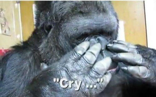 állatok 51. Nyilvánvaló bizonyíték arra, hogy az állatoknak lélek van.