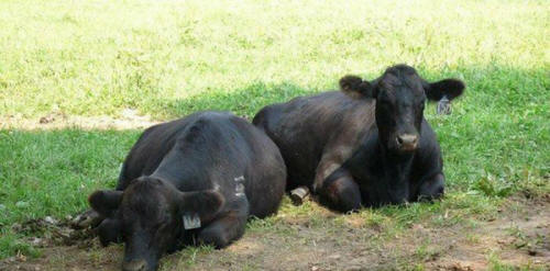 állatok 61 Néhány nyilvánvaló bizonyíték arra, hogy az állatoknak lélek van