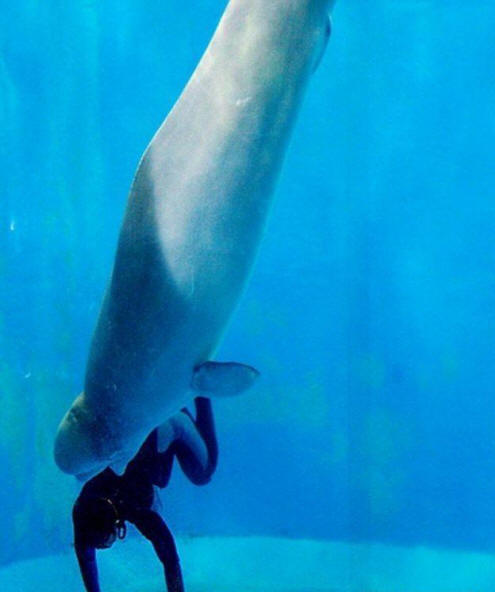 állatok 81 Néhány nyilvánvaló bizonyíték arra, hogy az állatoknak lélek van.